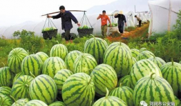 沧州吃瓜爆料视频大全最新,揭秘当地热点事件背后的真相